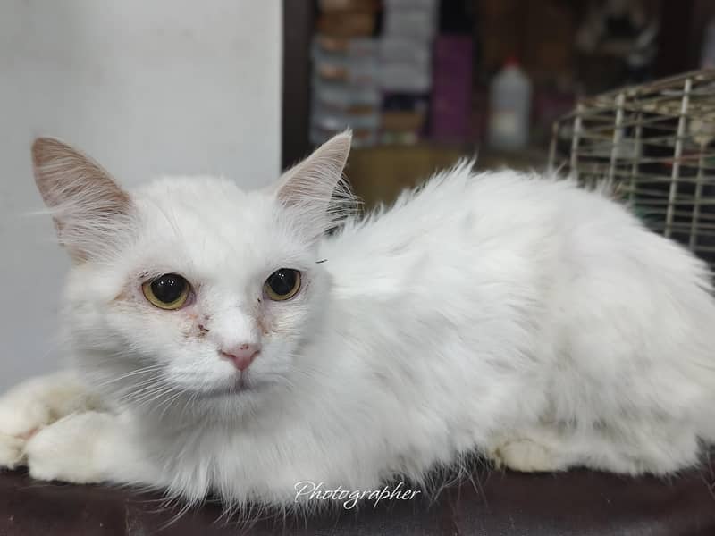 persian cat 3
