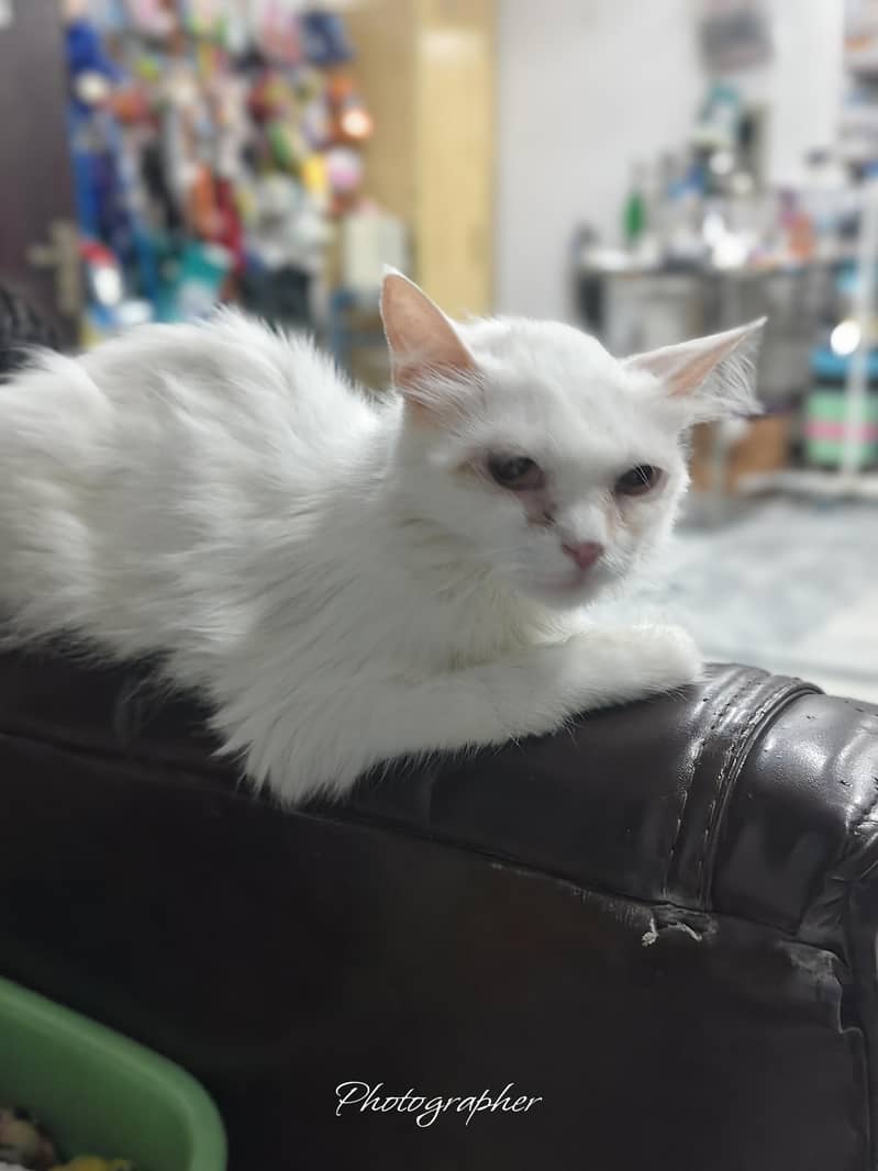 persian cat 4