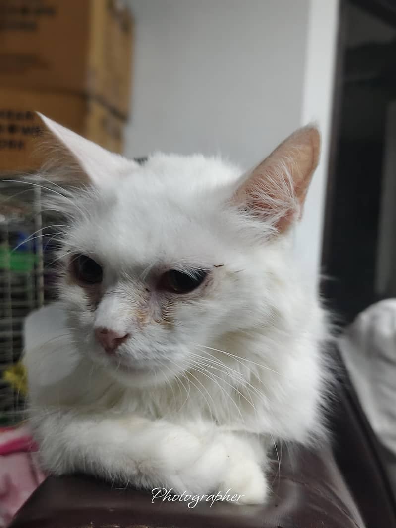 persian cat 5