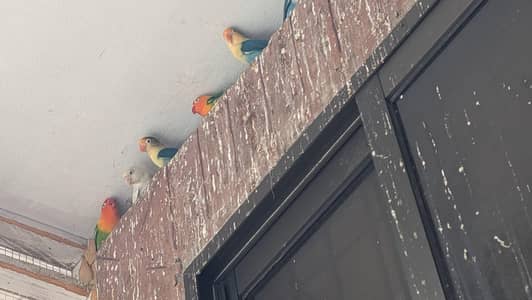 love Birds for sale