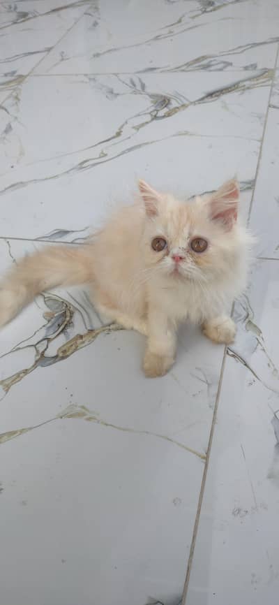 persian male kitten