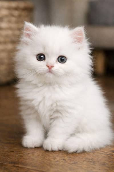 green eyes cute little intelligent kitten