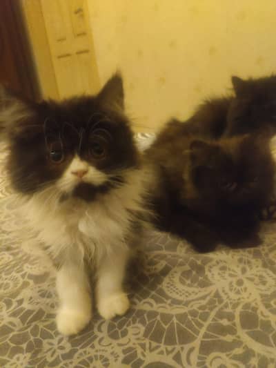 Persian kittens looking for home