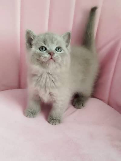 British shorthair