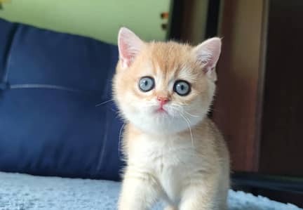 British shorthair
