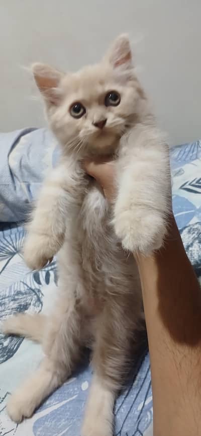 persion cat 2 month kitten