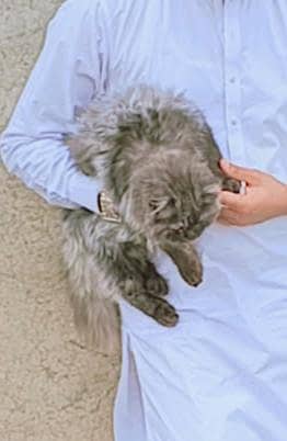 triple cotted male cat Persian