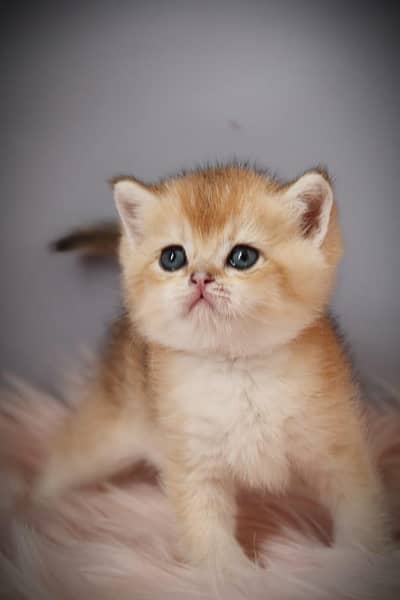 British shorthair