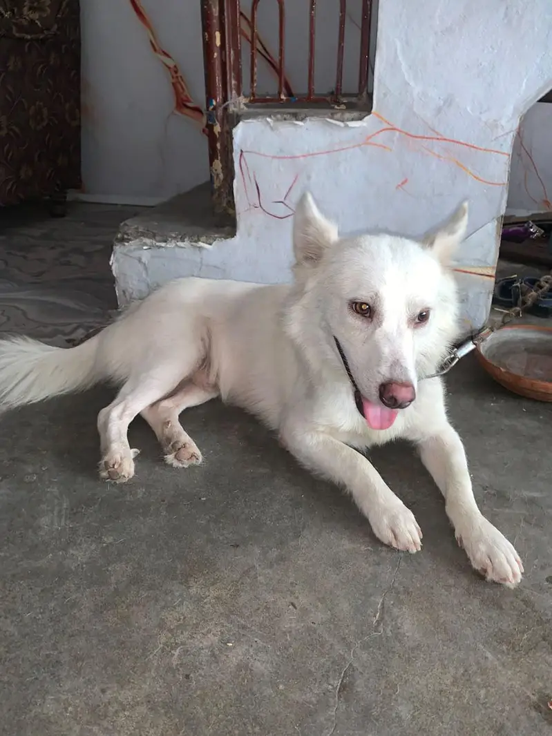 pista dog for sale
