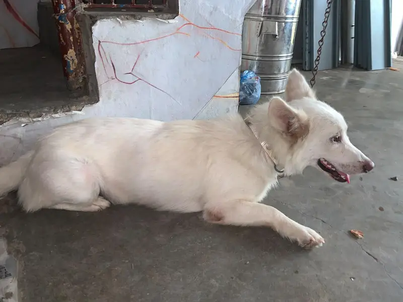 pista dog for sale — photo 2