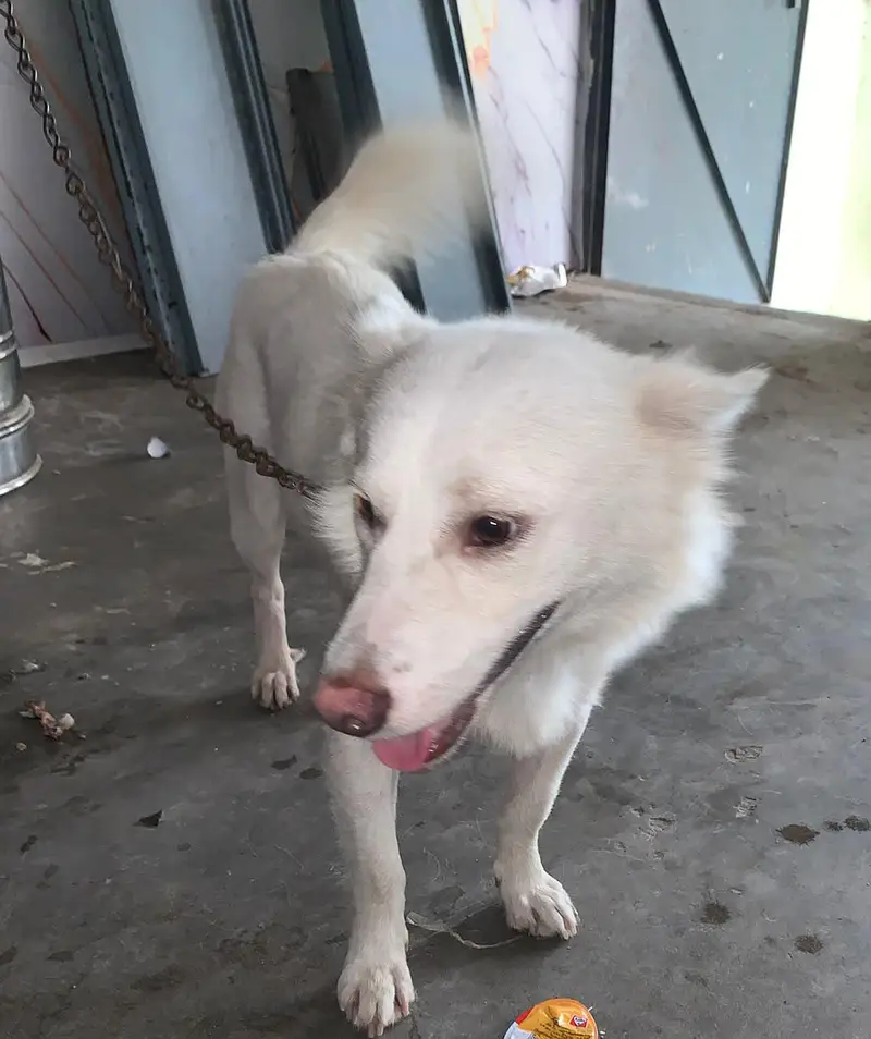 pista dog for sale — photo 3