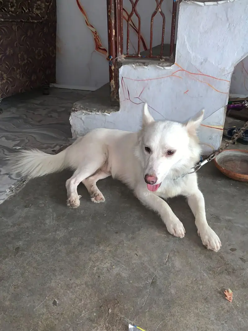pista dog for sale — photo 4