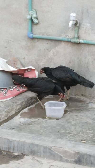 2black and one bdami desi hen with 5 chiks