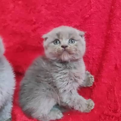 Scottish fold
