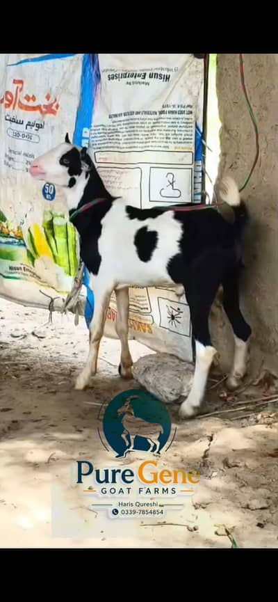 Abluck tedda male top quality