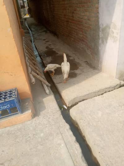 shamo aseel pair for sale location jhelum khalaspur price 18k