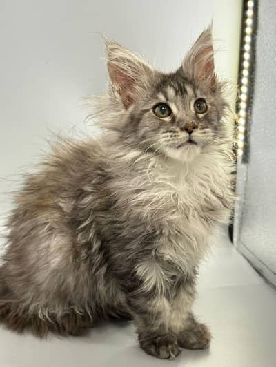 Maine coons