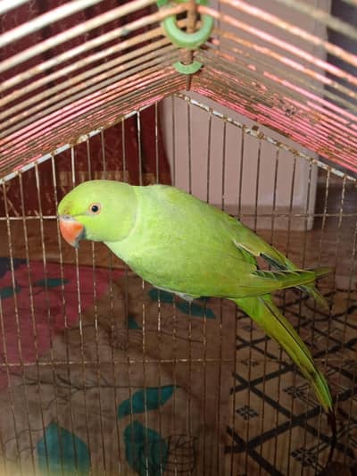 Parrot for Sale