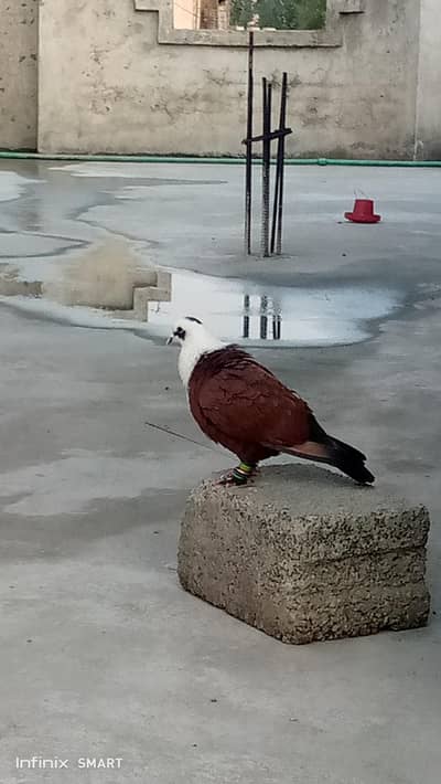 male for sale