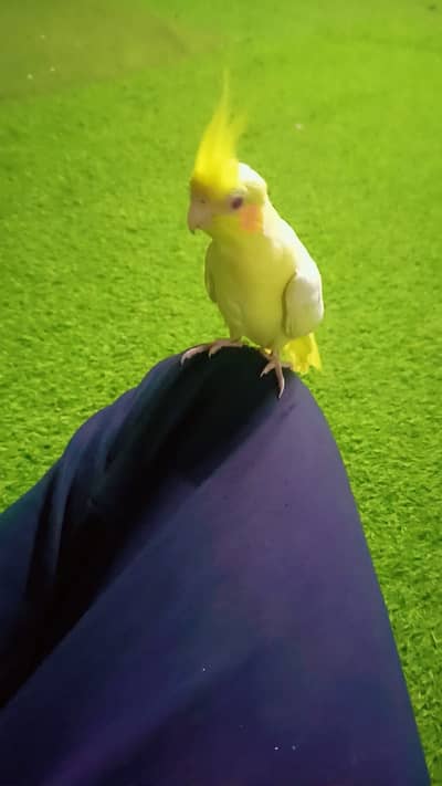 Cocktail bird healthy & active -fully Hand Tamed