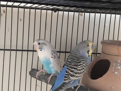 3 pair hai budgie ke