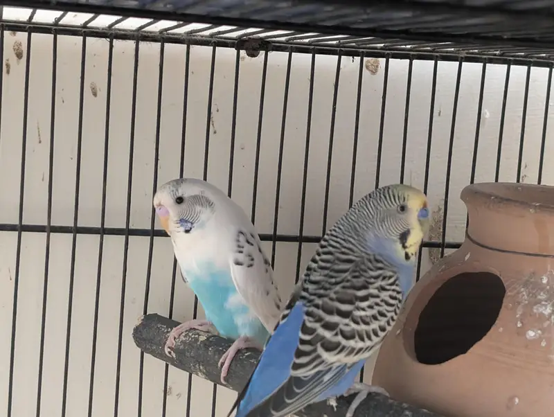 3 pair hai budgie ke
