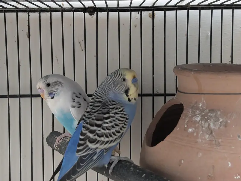 3 pair hai budgie ke — photo 2