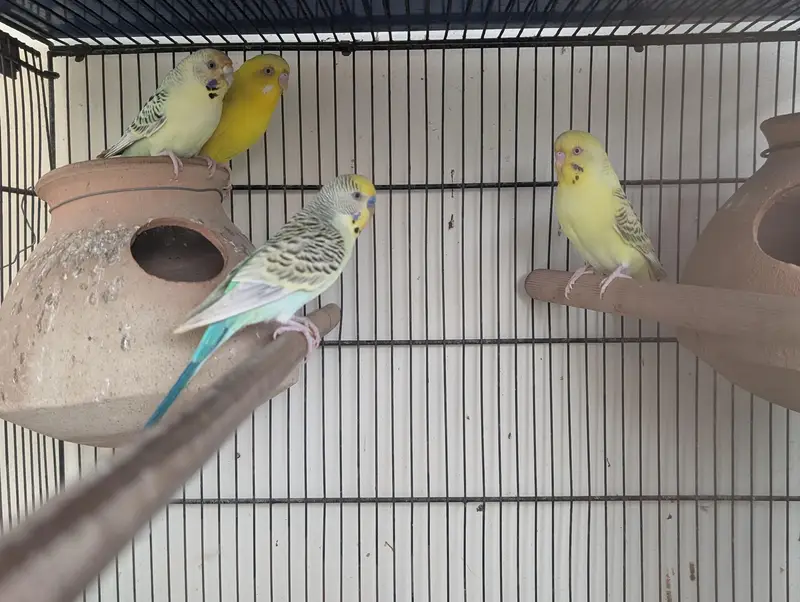 3 pair hai budgie ke — photo 3
