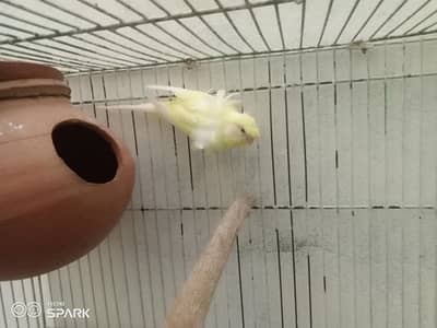 Hogoromo red-eyes female ready to 1st breed