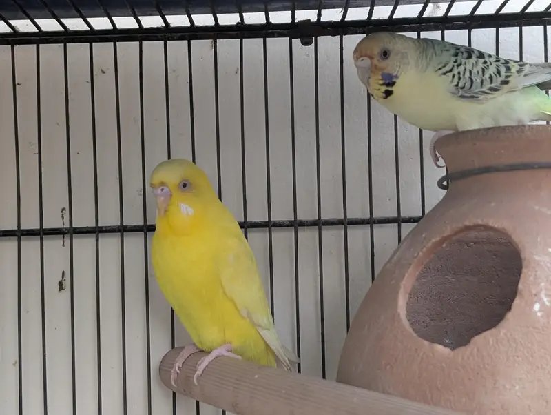 3 pair hai budgie ke — photo 4