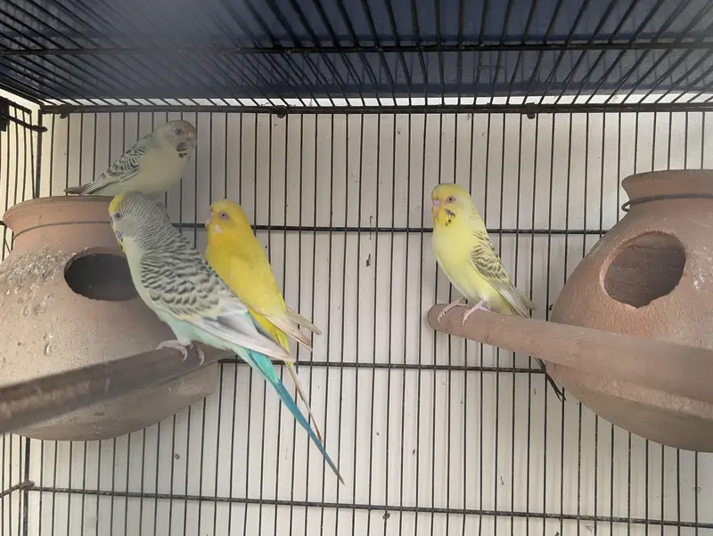 3 pair hai budgie ke — photo 5