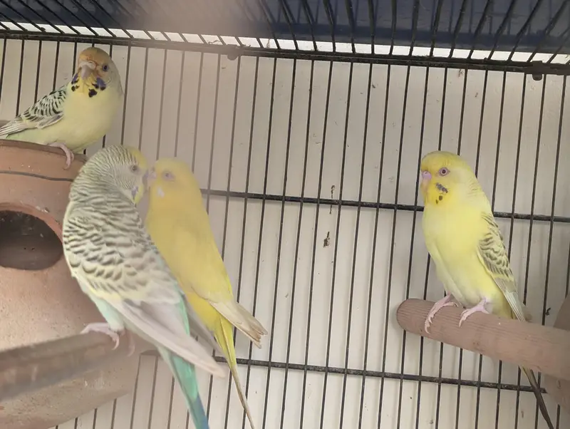 3 pair hai budgie ke — photo 6