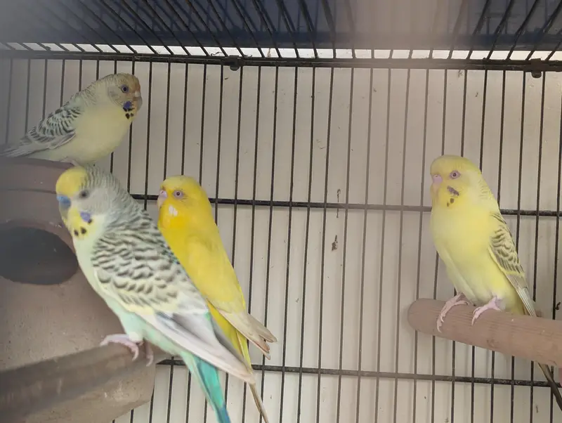 3 pair hai budgie ke — photo 7