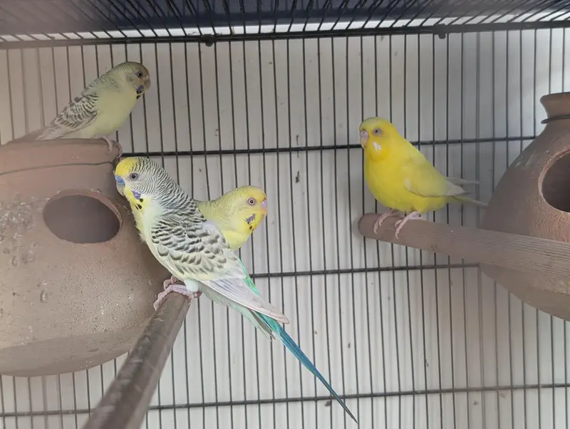 3 pair hai budgie ke — photo 8