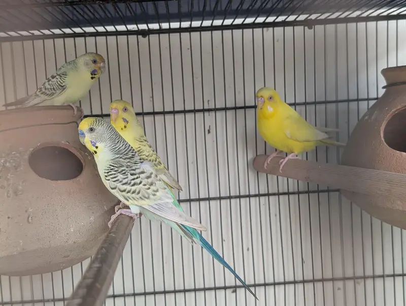 3 pair hai budgie ke — photo 9