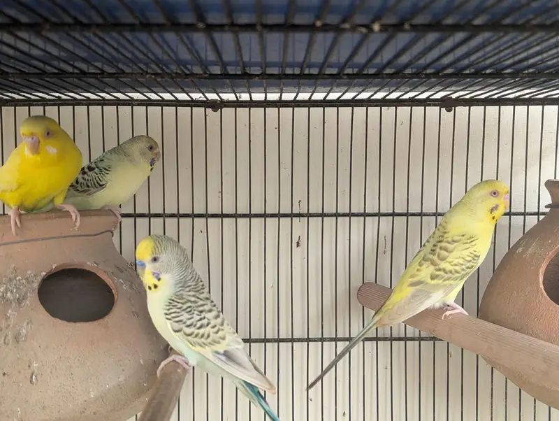 3 pair hai budgie ke — photo 10