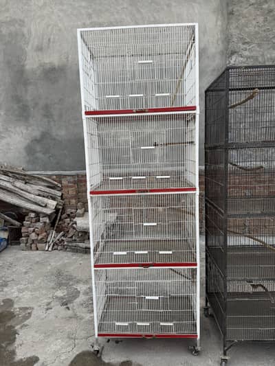 Birds cage