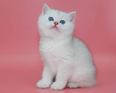 British shorthair