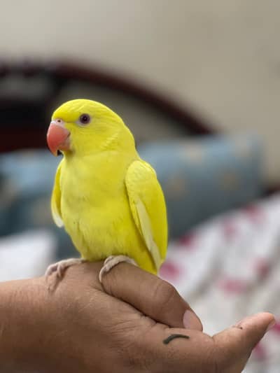 handtame yellow ring neck