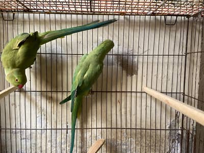 2 Piece Ringneck