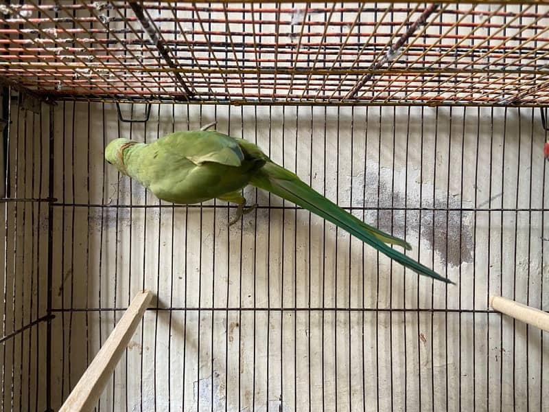 2 Piece Ringneck 3