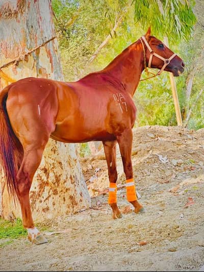 English Horse