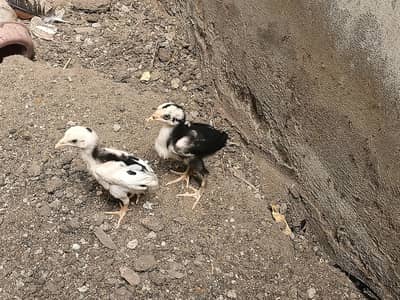2 Aseel Chicks