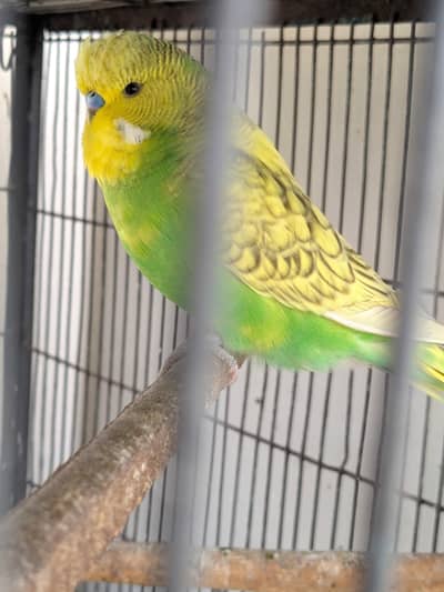spangle exhibition male