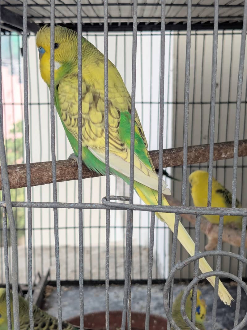 spangle exhibition male 1