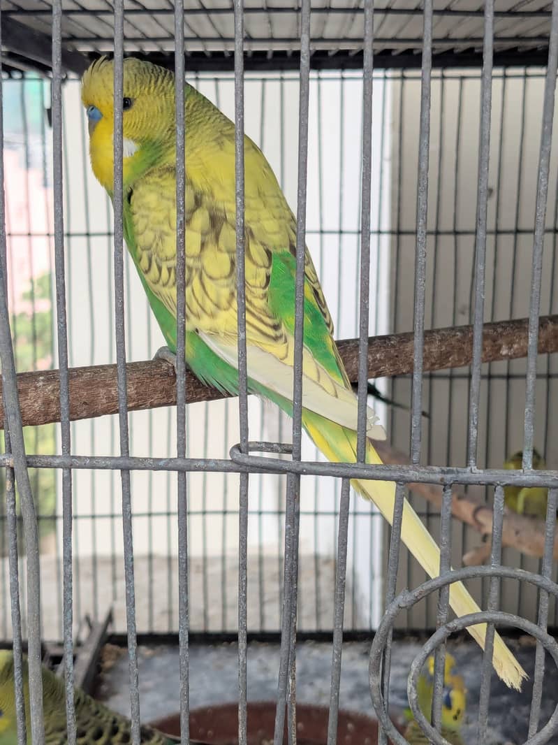 spangle exhibition male 2