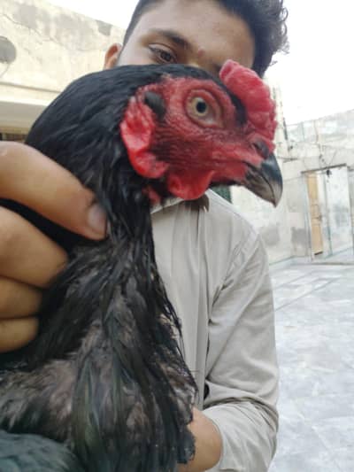 pure Aseel Mianwali For sale