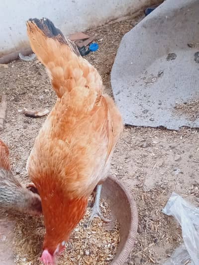 golden misri hens eggs ling hens