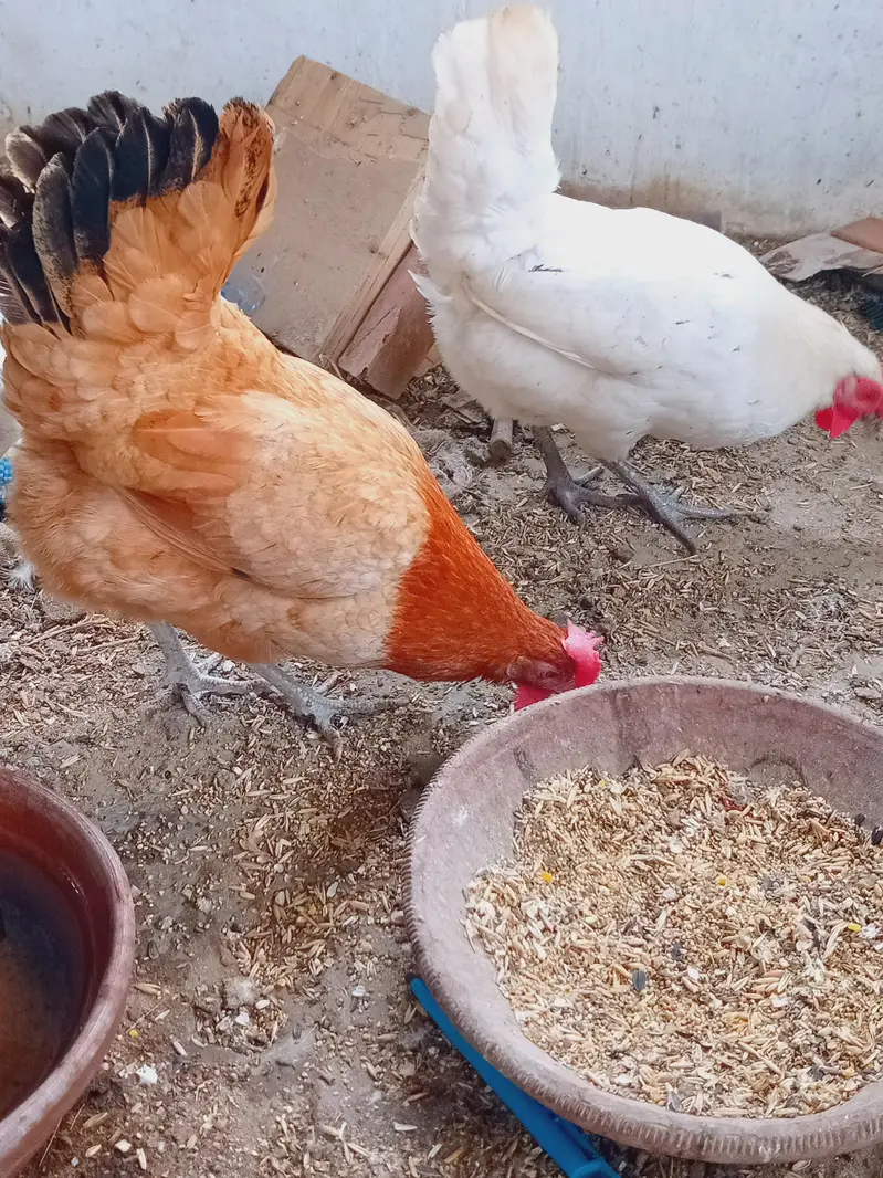 golden misri hens eggs ling hens — photo 2