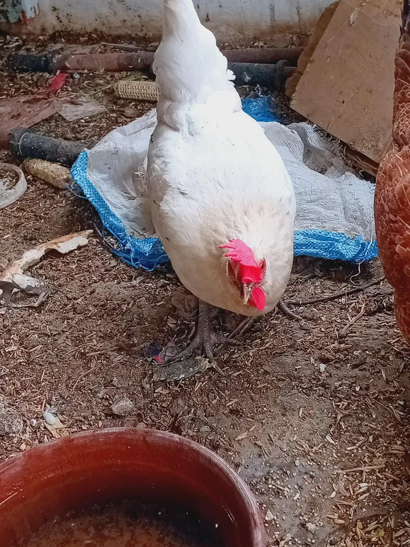 golden misri hens eggs ling hens — photo 3